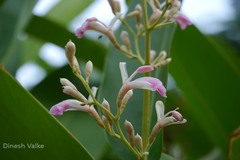 Alpinia nigra